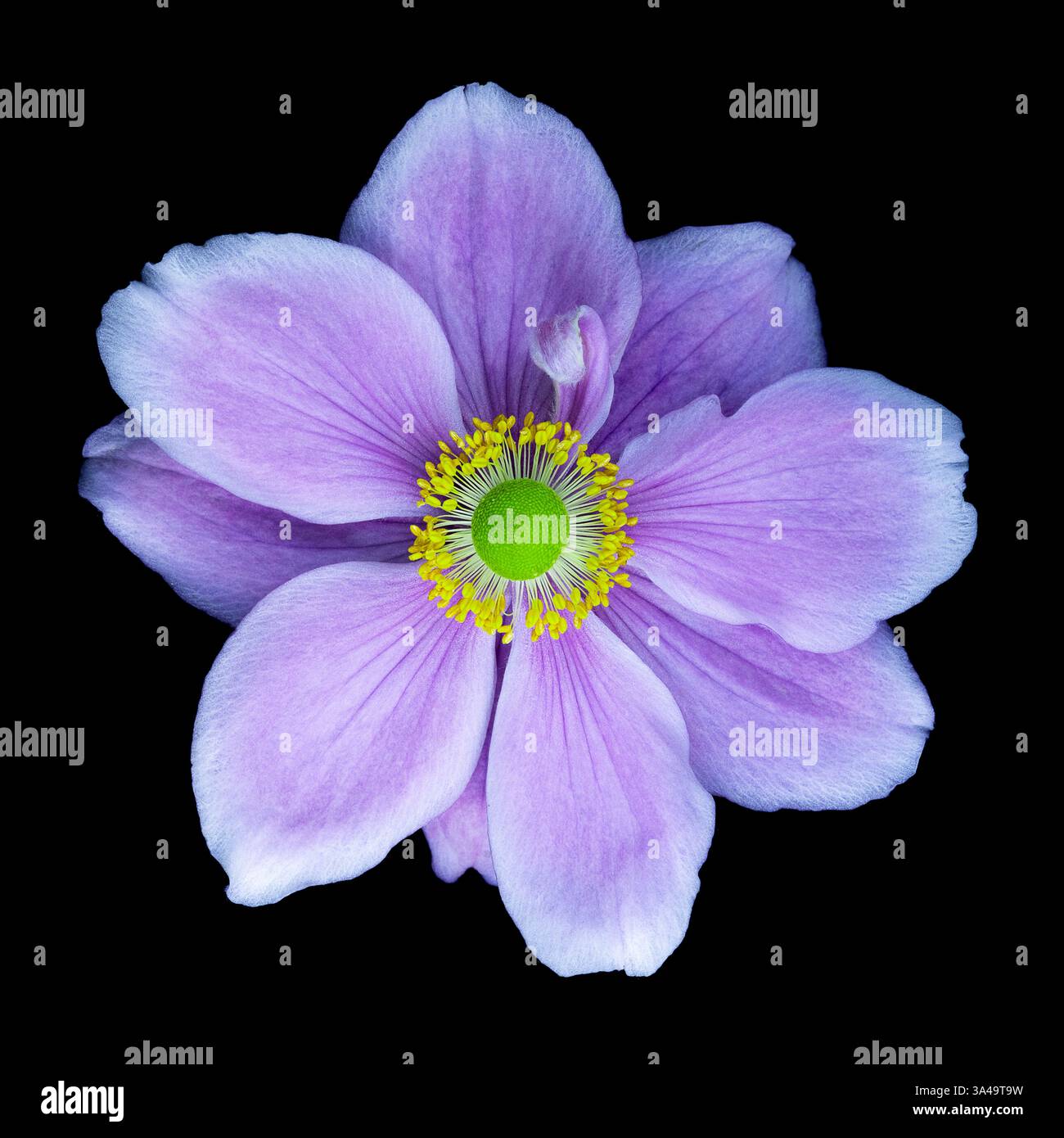 Japanische Anemonenblume auf schwarzem Hintergrund Stockfoto