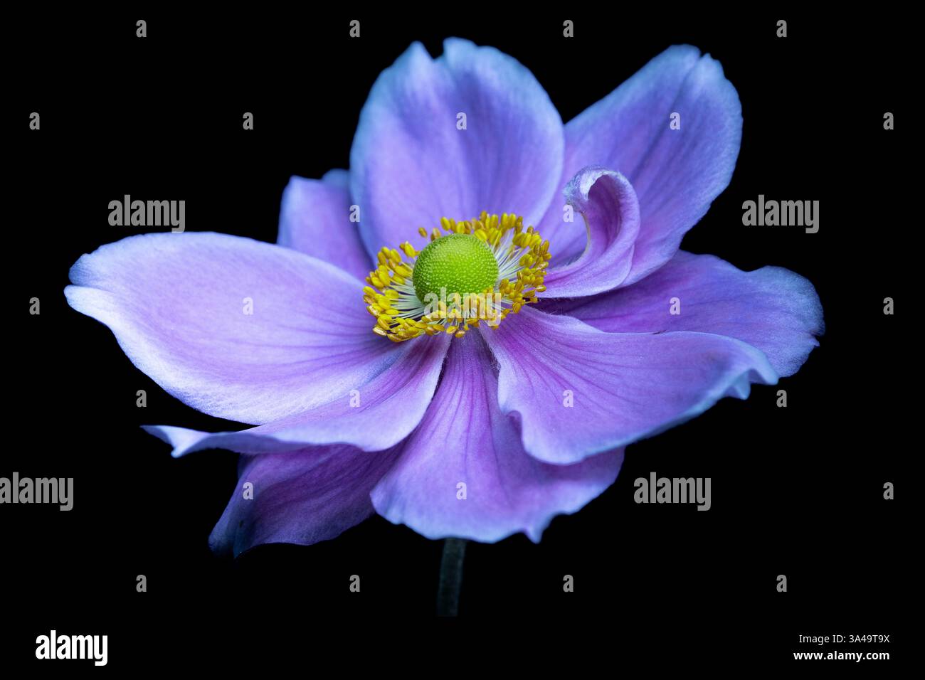 Japanische Anemonenblume auf schwarzem Hintergrund Stockfoto