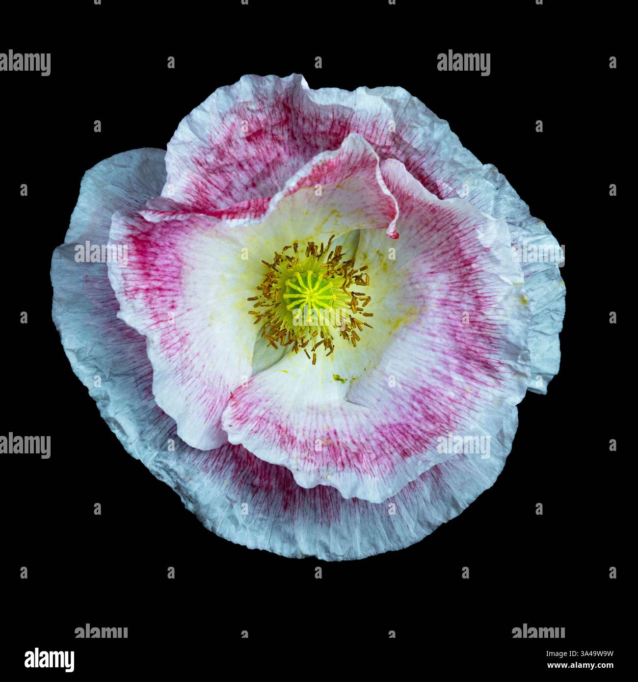 Papaver Poppy Blume Porträt auf schwarzem Hintergrund Stockfoto