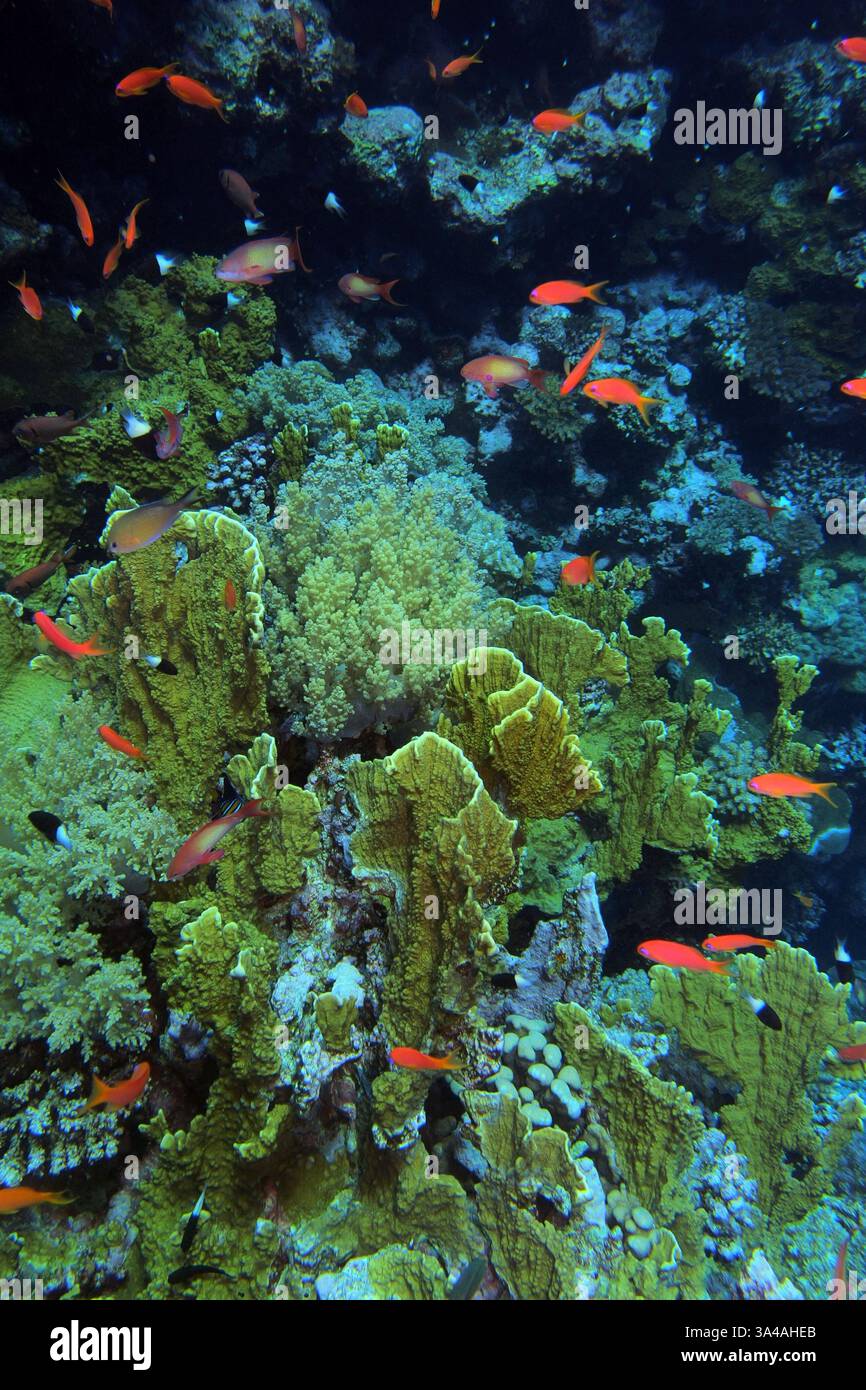 Elefantenohrkoralle (Mycedium elephantotus) im Roten Meer bei Brothers Islands in Ägypten Stockfoto