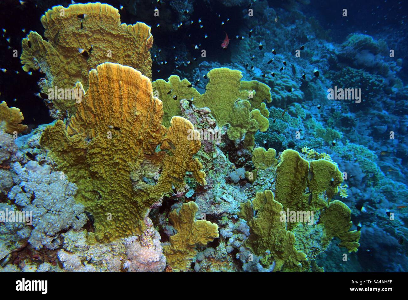 Elefantenohrkoralle (Mycedium elephantotus) im Roten Meer bei Brothers Islands in Ägypten Stockfoto