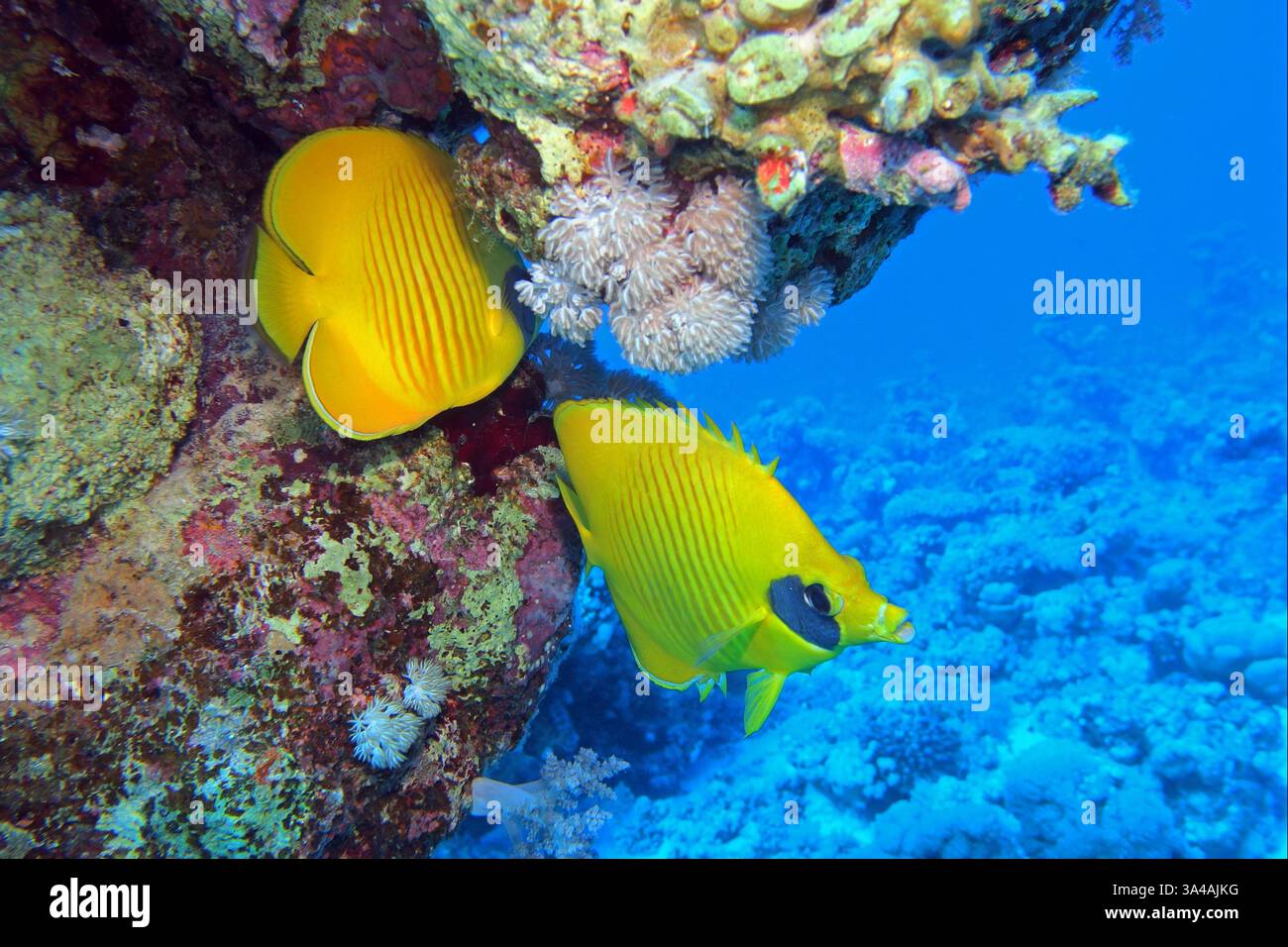 Maskierter Schmetterlingsfisch im Roten Meer in der Nähe von Marsa Alam, Ägypten Stockfoto