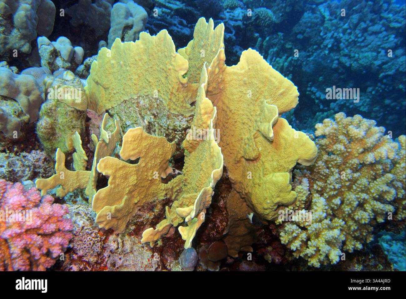 Elefantenohrkoralle (Mycedium elephantotus) im Roten Meer bei Brothers Islands in Ägypten Stockfoto