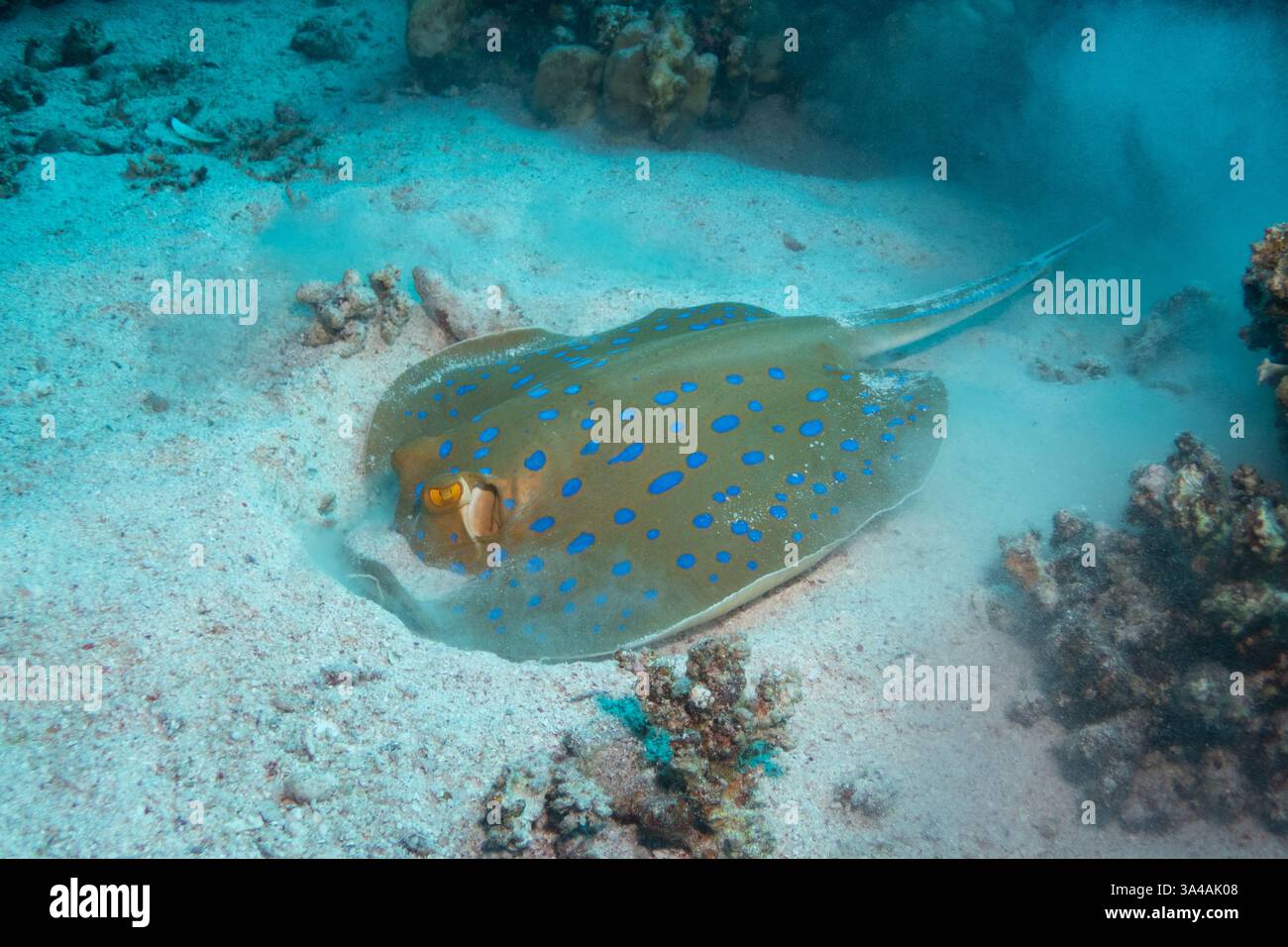 Blautopfrochen im Roten Meer in der Nähe von Marsa Alam, Ägypten Stockfoto