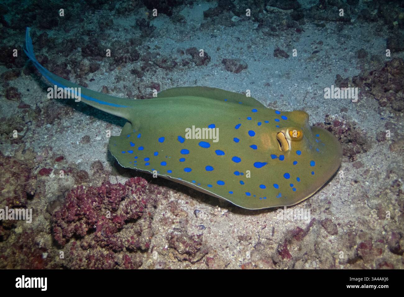 Blautopfrochen im Roten Meer in der Nähe von Marsa Alam, Ägypten Stockfoto