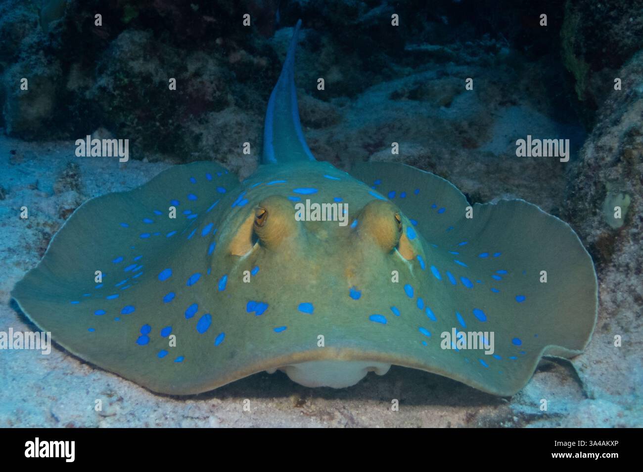 Blautopfrochen im Roten Meer in der Nähe von Marsa Alam, Ägypten Stockfoto