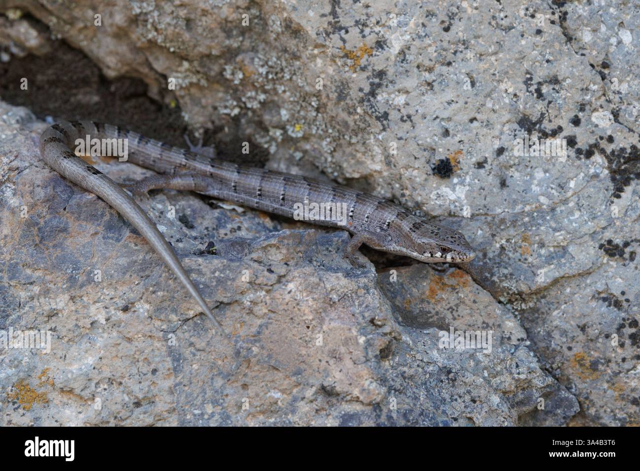 Madrean Alligator Lizard, Hermosa, Sierra County, New Mexico, USA. Stockfoto