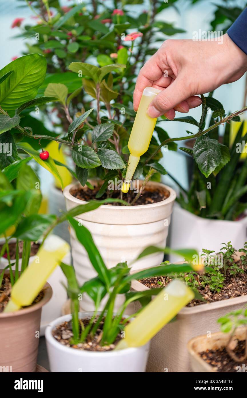 Flüssigdüngerschlauch für Topfpflanzen zu Hause - Gartenpflegekonzept Stockfoto