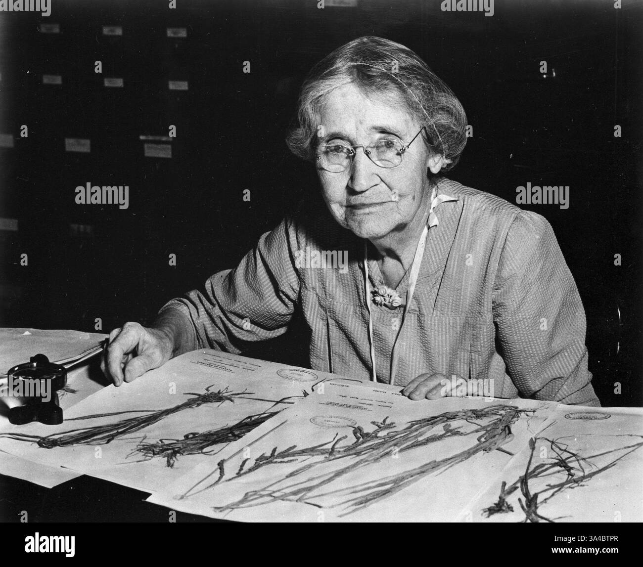 Mary Agnes Chase (1869–1963) spezialisierte sich auf die Erforschung von Gräsern und führte umfangreiche Feldarbeiten in Südamerika durch, oft finanzierte sie ihre Forschungsreisen persönlich, da es für Frauen unangemessen war, solche Arbeiten durchzuführen. Diese zwielichtige Dame ist 91 Jahre alt auf diesem Bild. Stockfoto