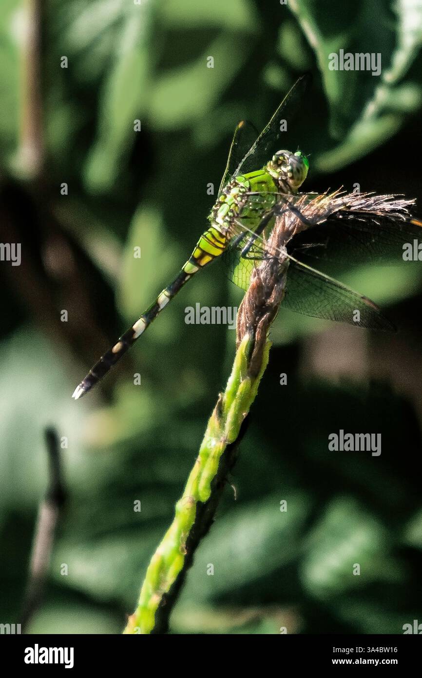 Erythemis simplicicollis, östlicher Pondhawk, ist eine Libelle der Familie Libellulidae, die im östlichen 2/3 der Vereinigten Staaten beheimatet ist. Stockfoto