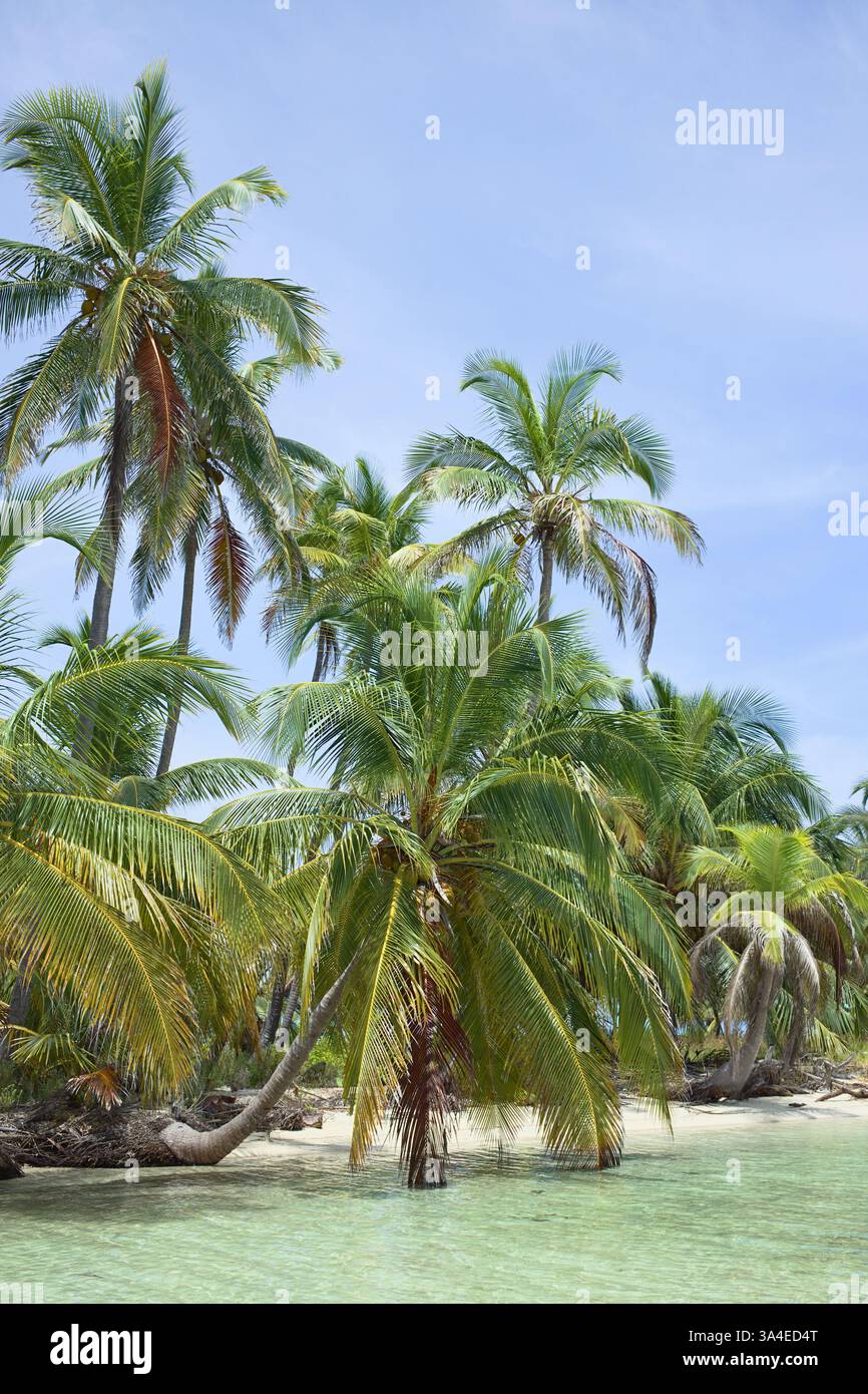 Sandstrand mit Kokospalmen in der Inselgruppe San Blas (Kuna Yala) entlang der Karibikküste Panamas Stockfoto