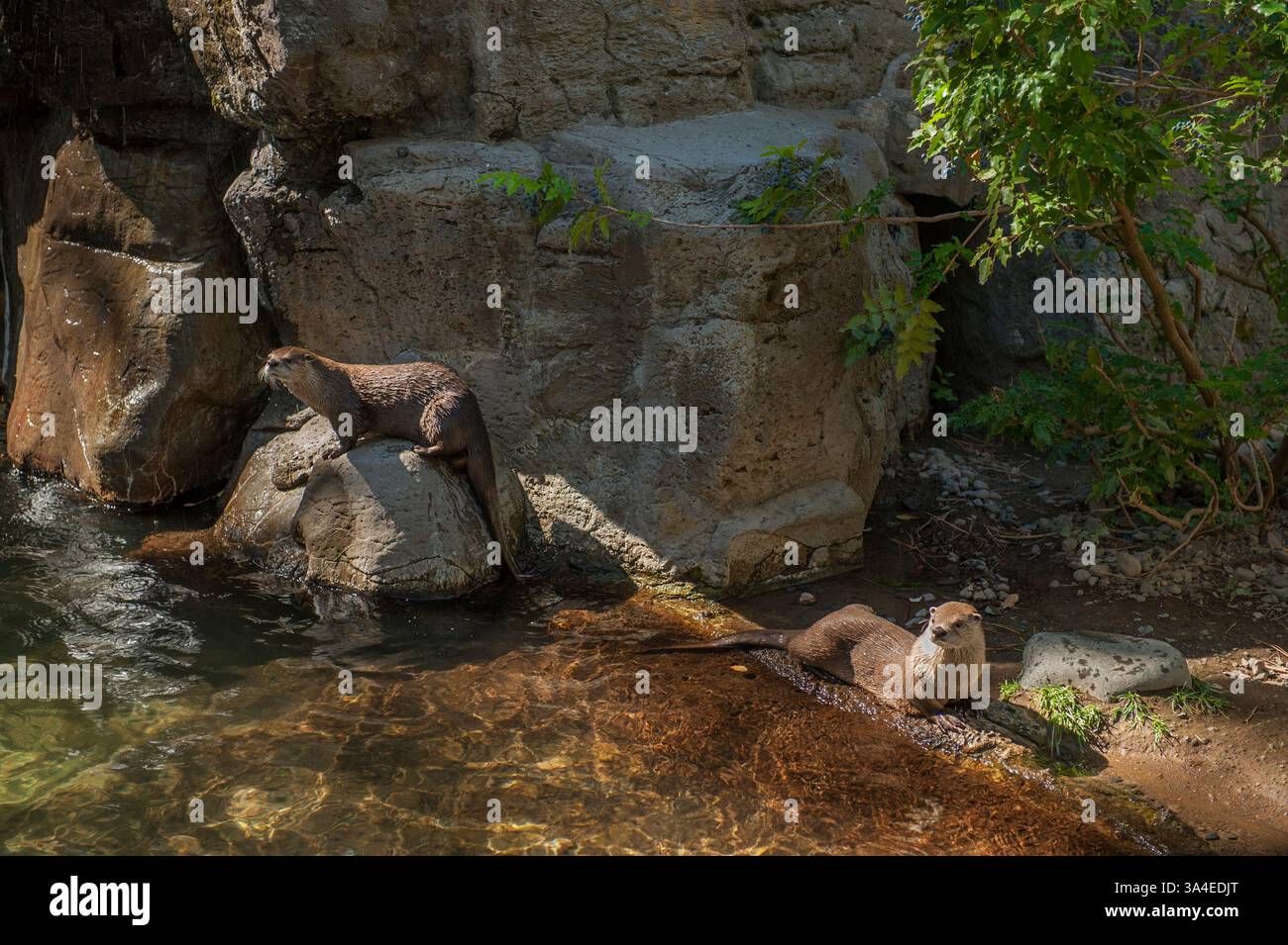 Flussotter (Lontra canadensis) in einer Ausstellung im High Desert Museum, Bend, Oregon Stockfoto