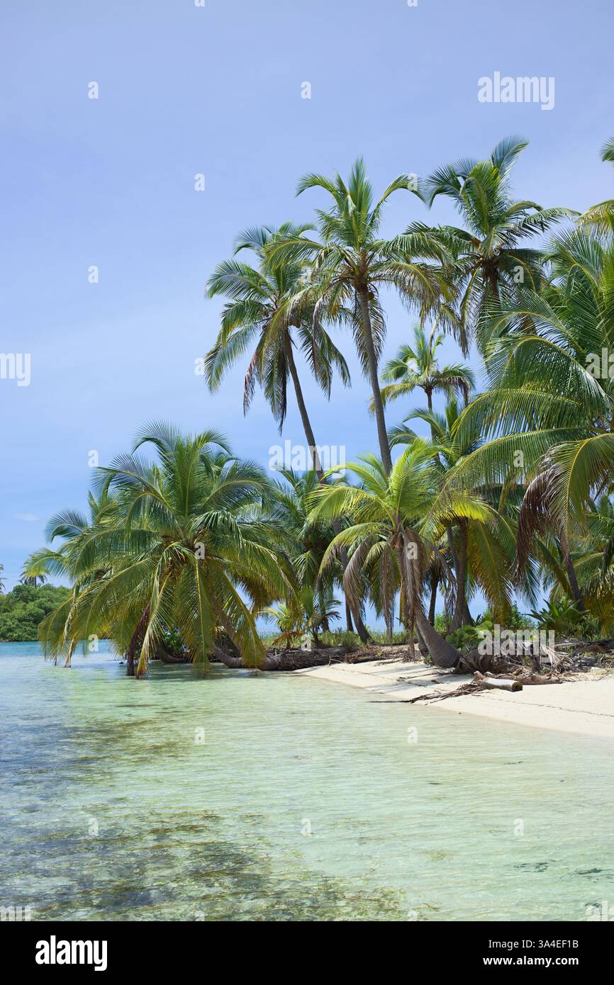 Sandstrand mit Kokospalmen in der Inselgruppe San Blas (Kuna Yala) entlang der Karibikküste Panamas Stockfoto