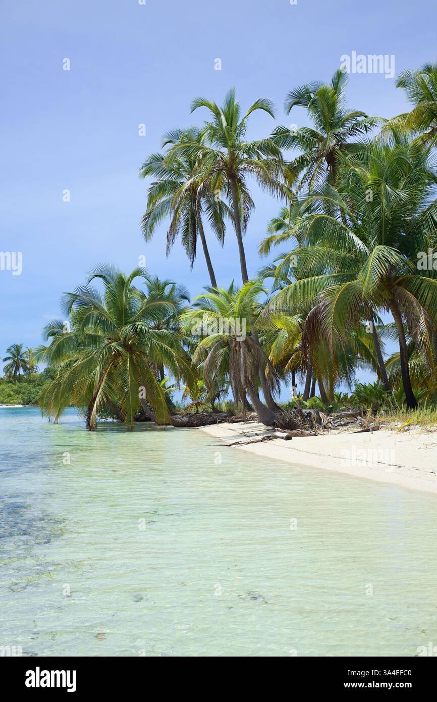 Sandstrand mit Kokospalmen in der Inselgruppe San Blas (Kuna Yala) entlang der Karibikküste Panamas Stockfoto