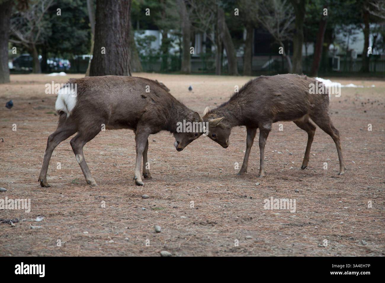 17. Februar 2014: Nara, Japan - Japanische Hirsche spielen in Nara. Nach einer lokalen Legende kam der Gott Takemikazuchi auf einem weißen Hirsch in Nara, um die Stadt zu bewachen Nara war die japanische Hauptstadt von 710 bis 794, 1998 wurde sie zum UNESCO-Weltkulturerbe. (Bild: © Raul Ariano/ZUMA Wire/ZUMAPRESS.com) Stockfoto