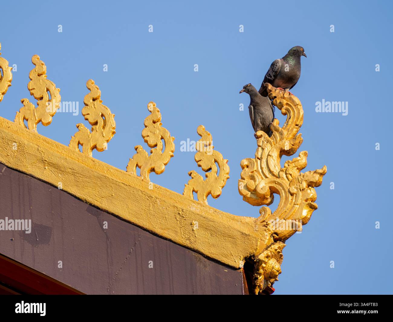Tauben, die auf kunstvollen goldenen Tempeldetails vor einem klaren blauen Himmel in Laos thronen und die heitere Schönheit und den kulturellen Reichtum der Region einfangen Stockfoto