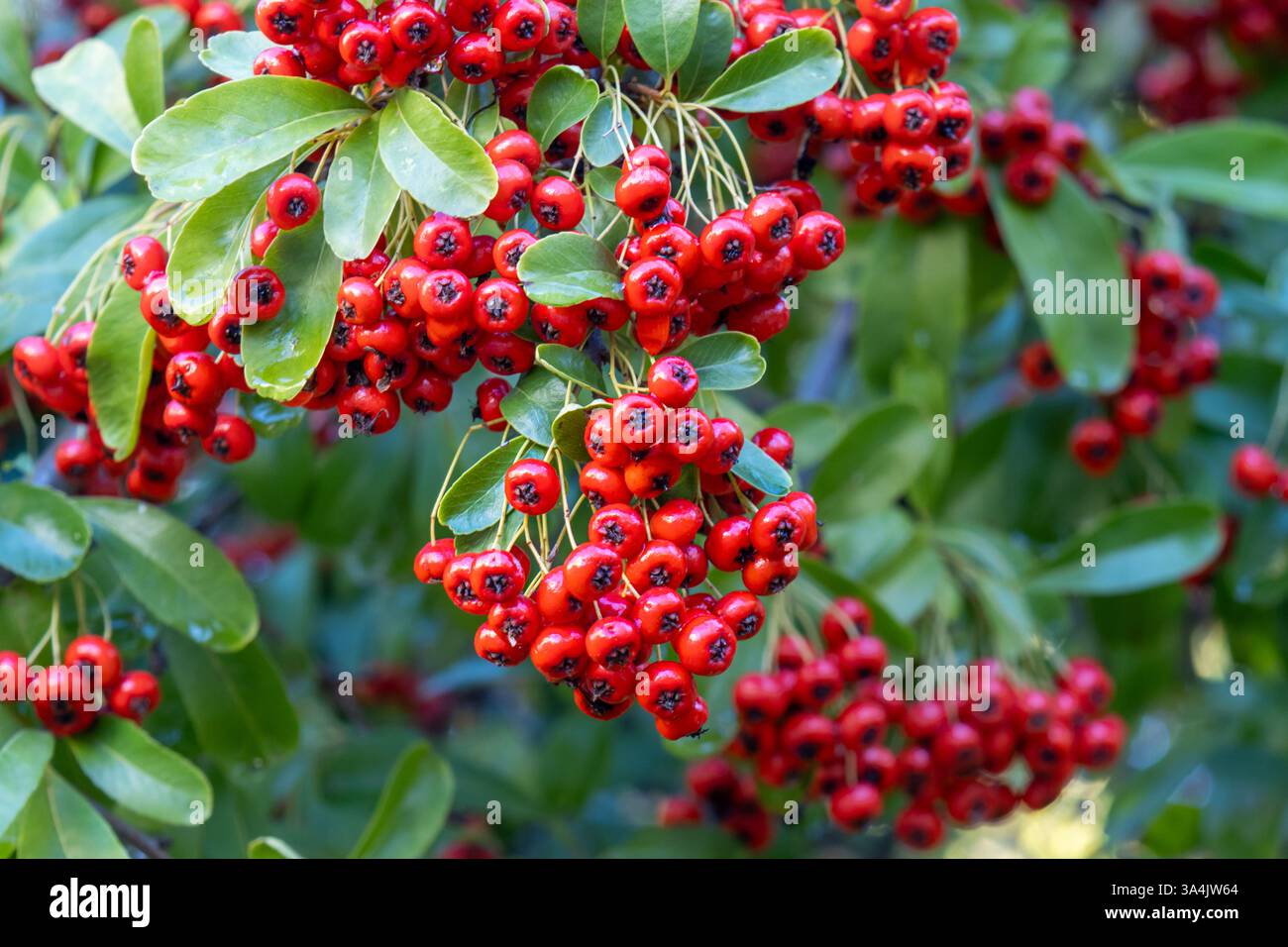 Primer plano de bayas rojas de Pyracantha angustifolia, conocida como espino de fuego Stockfoto