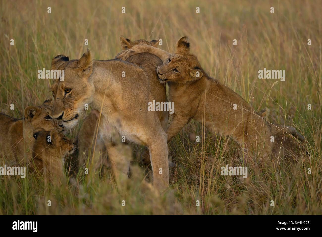 Löwenjunge greift seine Mutter im Spiel an, Masai Mara, Kenia, März 2025 Stockfoto