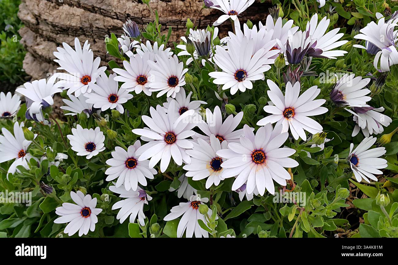 Schöne weiße Blumen aus nächster Nähe Stockfoto