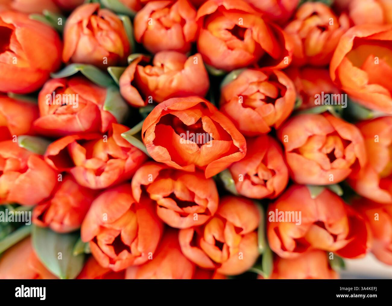 Nahaufnahme einer Gruppe von leuchtenden, orangen Tulpenblüten in voller Blüte. Die Blumen sind eng zusammengepackt und zeigen ihre lebendige Schönheit Stockfoto