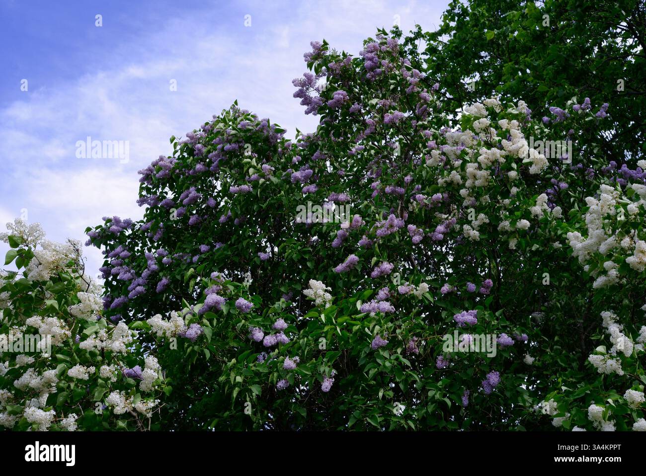 Weiße und violette Flieder am Himmel Stockfoto