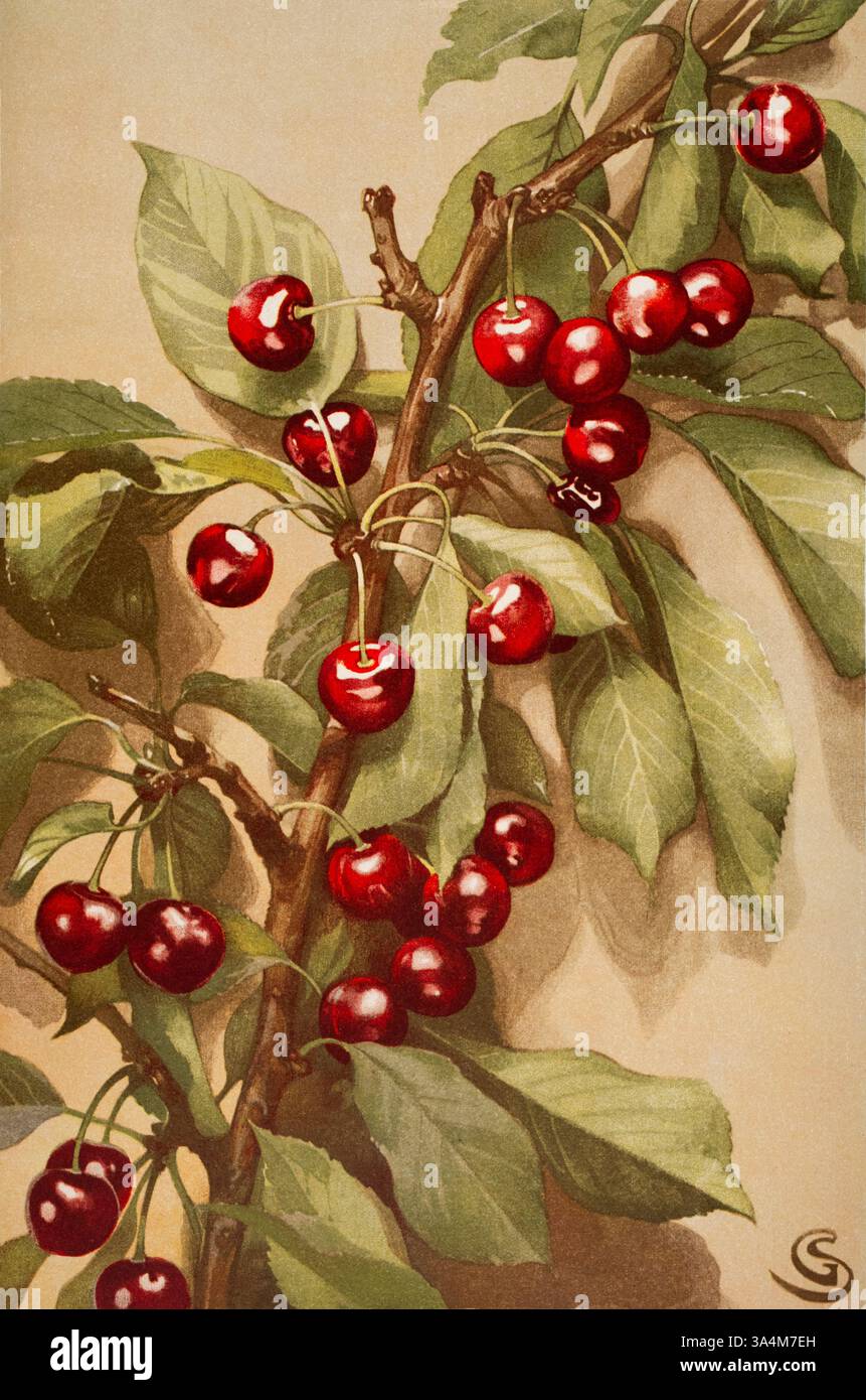 Klrschen. Kirschen, botanische Aquarellmalerei von Wiener Kunstprofessor Georg Sturm aus Dekorative Vorbilder XIII, 1902 Stockfoto