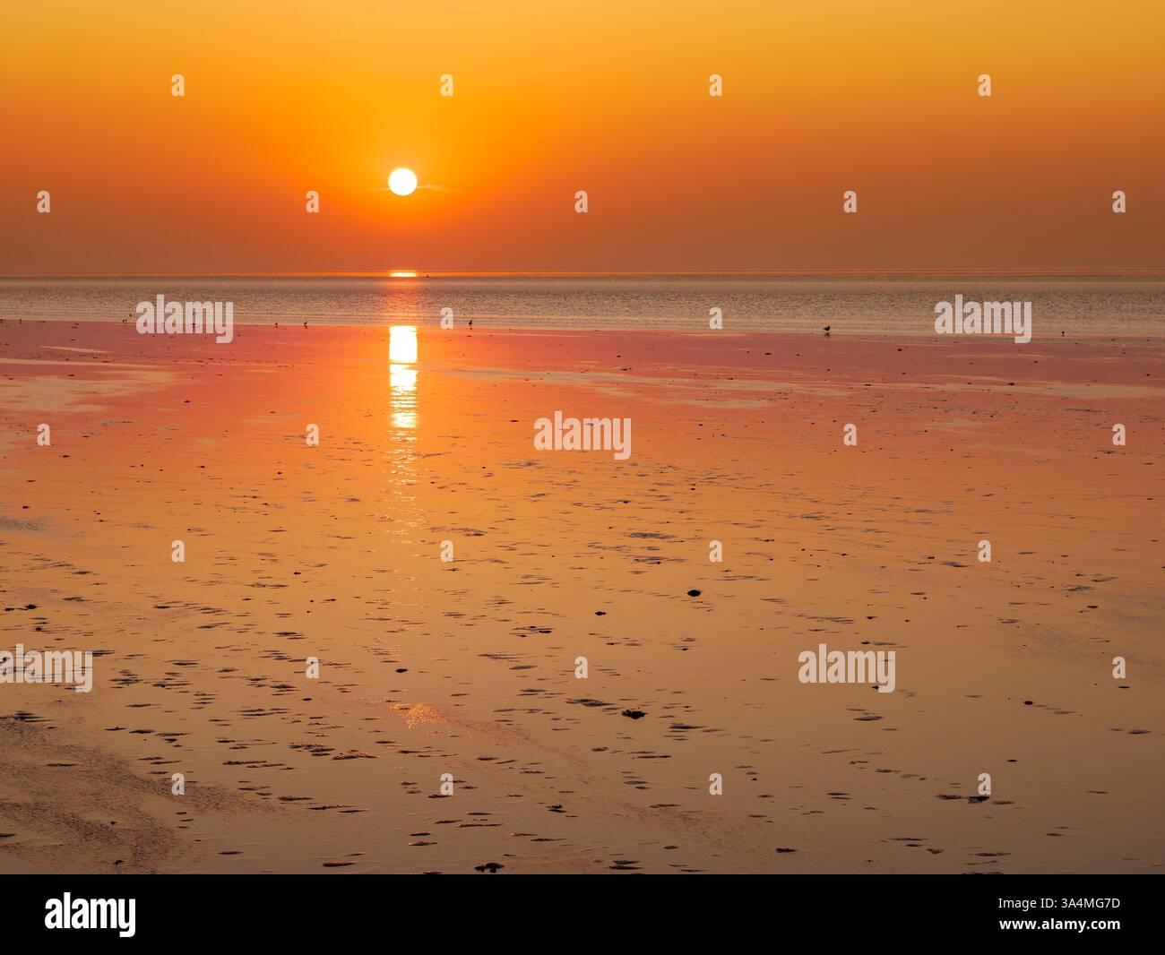 Gezeitenebenen bei Ebbe vor der Küste Frieslands, Niederlande, während der goldenen Stunde Sonnenuntergang über den ruhigen UNESCO-Feuchtgebieten im Wattenmeer Stockfoto