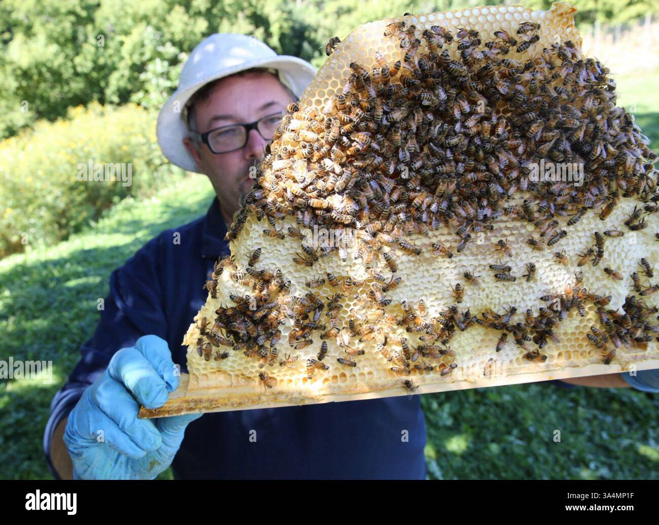 23. September 2014 - St. Francis, WI, USA - Charlie Koenen hält eine Beepod Top-Bar mit Bienenwaben, die mit Bienen bedeckt ist 23. September 2014 im Garten des Klosters Schwestern des Heiligen Franziskus von Assisi in St. Francis, Wiss. Koenen baut und verkauft einen Bienenstock, den er Beepods nennt, der sich an Menschen und Schulen richtet, die Bienen studieren oder sie einfach nur in ihren Gärten haben wollen. Das Design soll den Umgang mit den Bienen erleichtern und sie nicht so sehr stören (und ärgern), wenn man sie für einen Blick nach innen öffnet. (Abbildung: © Mike de Sisti/MCT/ZUMA Wire) Stockfoto