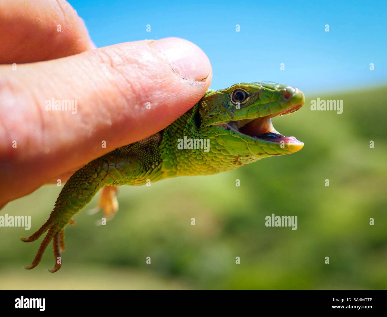 Eine bunte Western Green Lizard in der Kaukasusregion Georgiens. Stockfoto