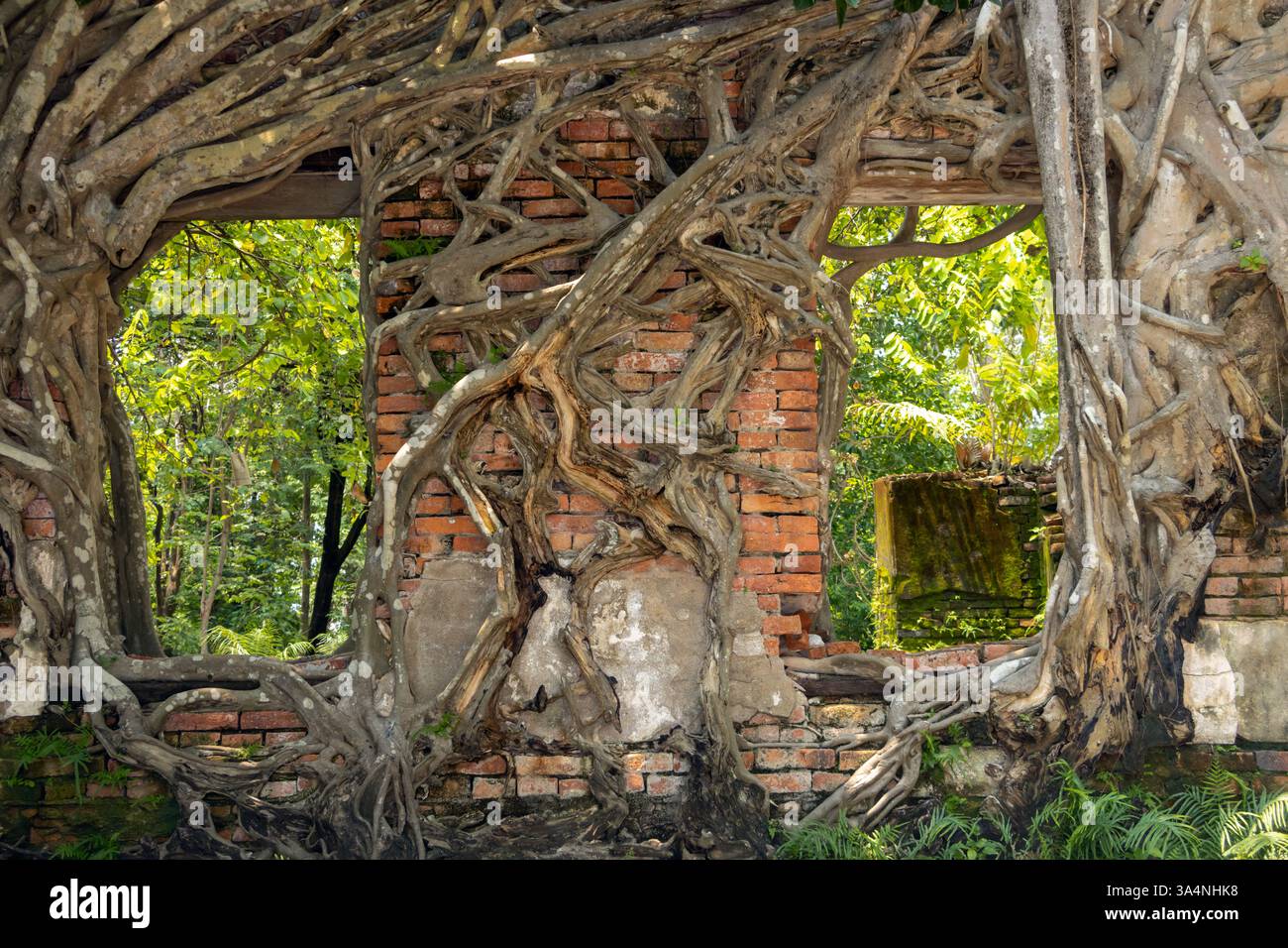 Alte Ziegelmauer mit Baumwurzeln in einem tropischen Wald Stockfoto