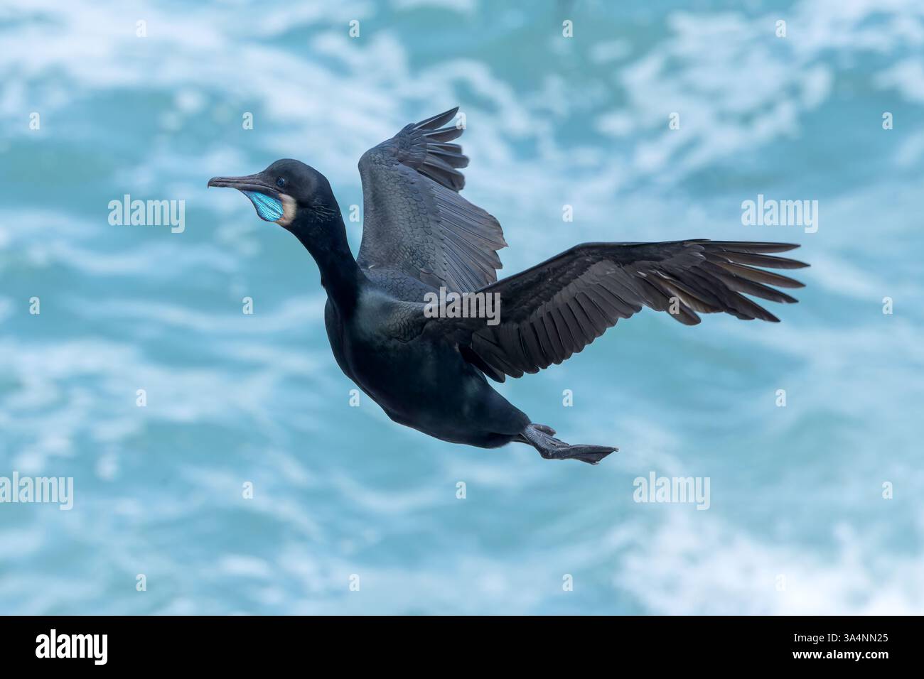 Brandts Kormoran, Urile penicillatus, alleinerziehender Erwachsener im Zuchtgefieder landete auf der Klippe, La Jolla, San Diego, Kalifornien, USA Stockfoto