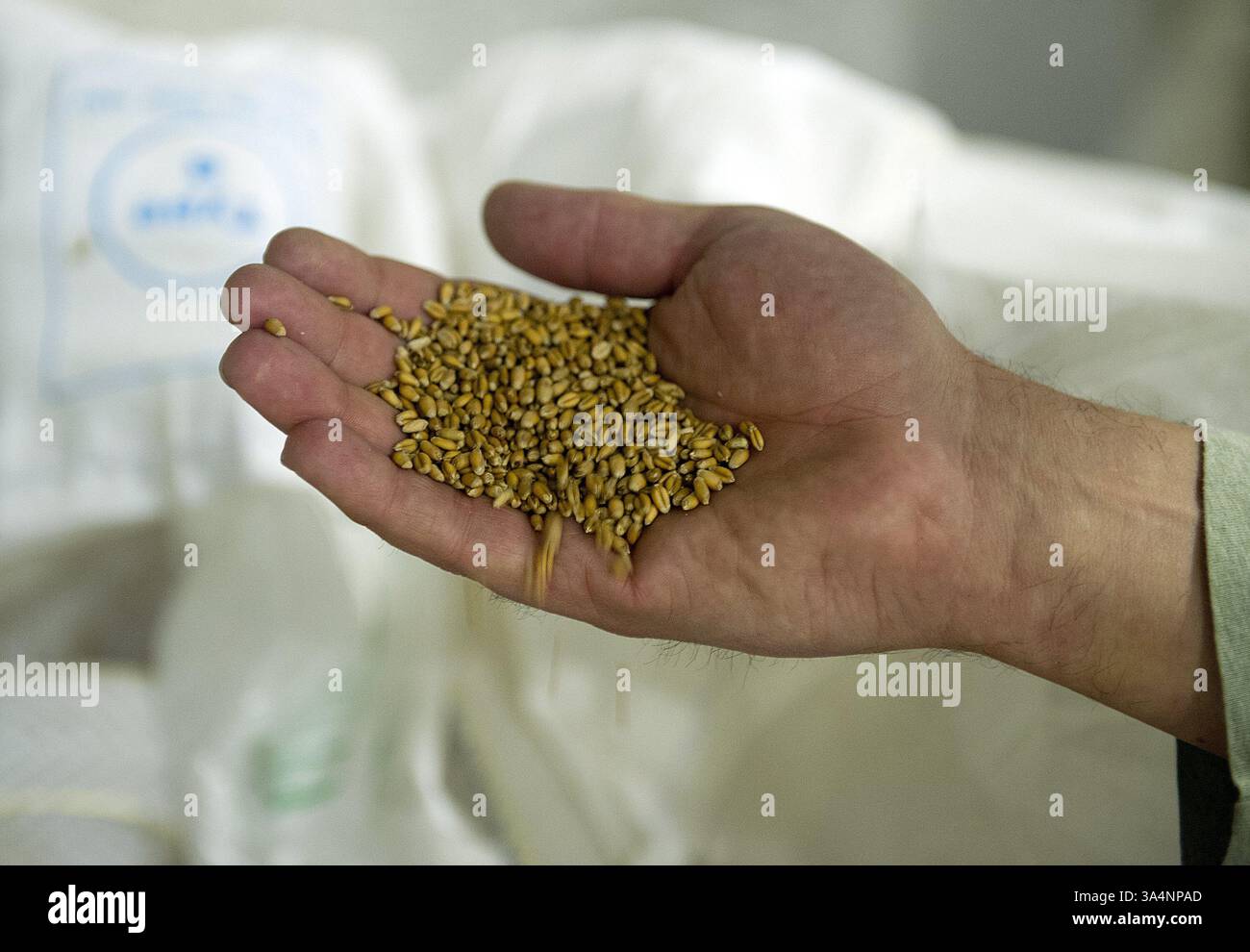 18. Dezember 2014 – Washington, DC, USA – John Uselton, Miteigentümer der New Columbia Distillery in Washington, D.C., hält eine Handvoll Weizen, die New Columbia mahlt und zu Maische verarbeitet, um Green hat Gin herzustellen. Laut Uselton bekommen sie das Getreide von einem lokalen Bauern in Northern Neck, Virginia Sie kaufen das Getreide in 2.400 Pfund. Taschen, die ungefähr 80 Kisten Gin machen. Der gesamte Prozess, vom Getreide bis zur Flasche, dauert etwa einen Monat. (Bild: © Barbara L. Salisbury/TNS/ZUMA Wire) Stockfoto