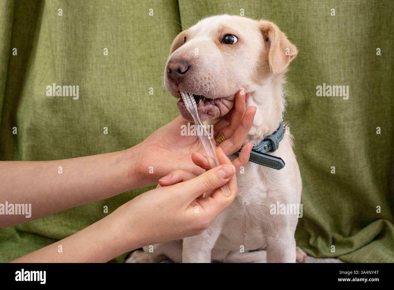 Frauenhände putzen einen Hund Zähne, auf grünem Vorhang Hintergrund, Nahaufnahme Stockfoto