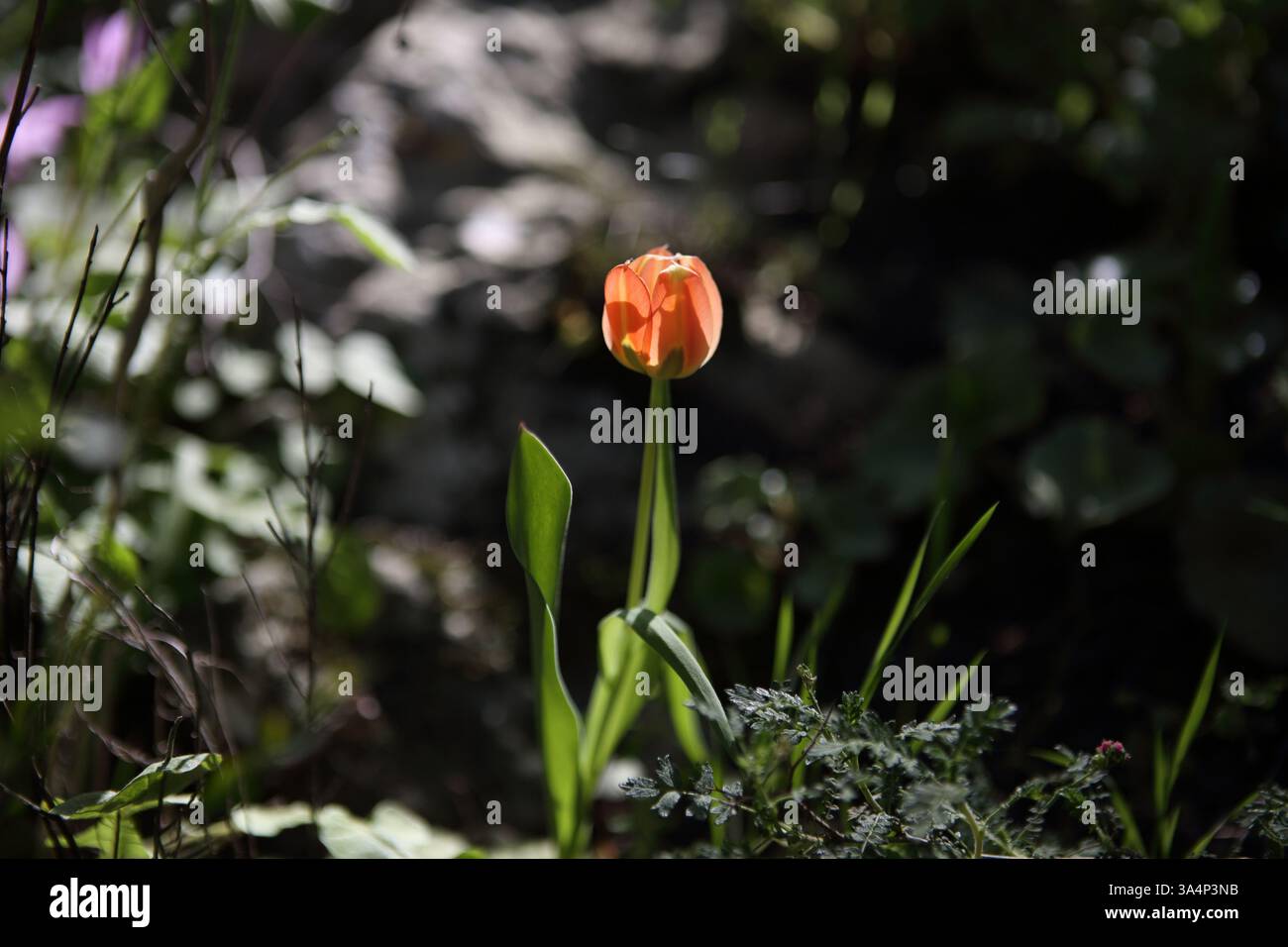 Orange Color Sun's - Eye Tulip oder Tulipa Agenensis, eine unbebaute Wildblume aus der Familie der Liliaceae. Die Blütenblätter sind noch geschlossen, bevor sie sich öffnen. Stockfoto