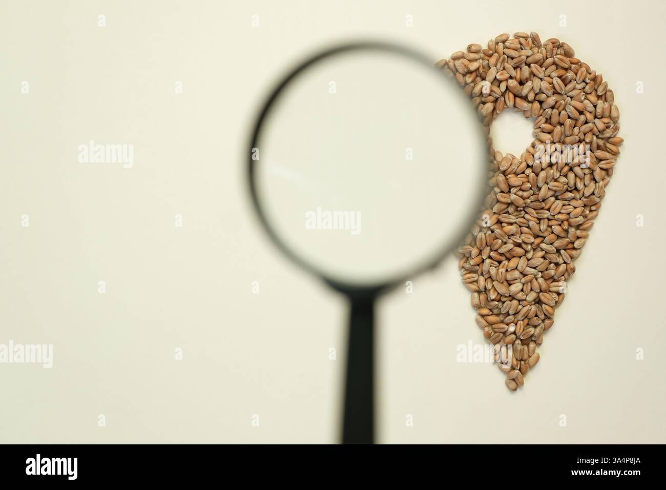 Das Symbol für die Luftblase oder die Nadel wird aus Weizenkörnern hergestellt. Unscharfe Lupe. Suche nach Möglichkeiten zum Transport von Getreide. Globales Geschäft, Politik. Stockfoto