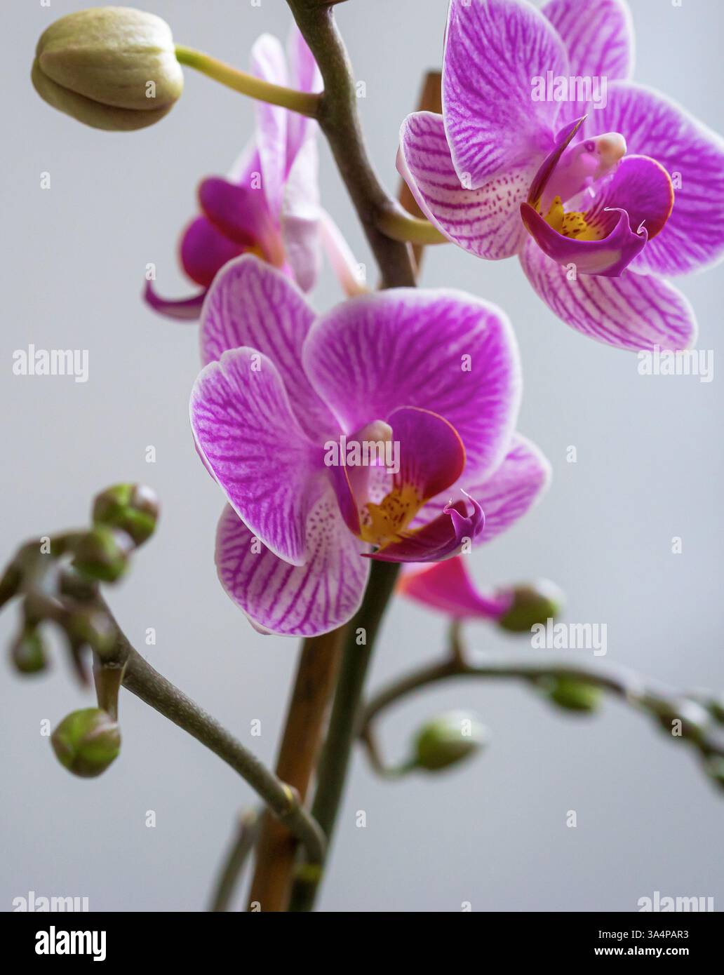 Nahaufnahme eines rosa-violetten Orchideenzweiges mit zarten Blüten und ungeöffneten Knospen Stockfoto
