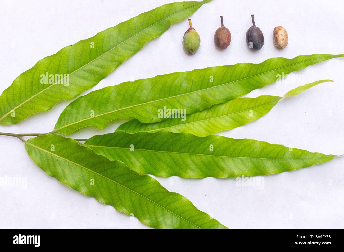 Maskerade-Baum (Antiaris africana) Blätter und Früchte isoliert auf weiß, Stadien der Reife von grün bis schwarz, die die Pflanzenidentifikation veranschaulichen Stockfoto