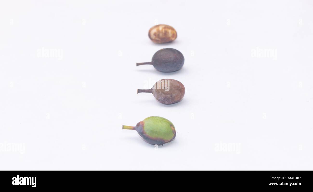 Maskerade-Baum (Antiaris africana) Blätter und Früchte isoliert auf weiß, Stadien der Reife von grün bis schwarz, die die Pflanzenidentifikation veranschaulichen Stockfoto