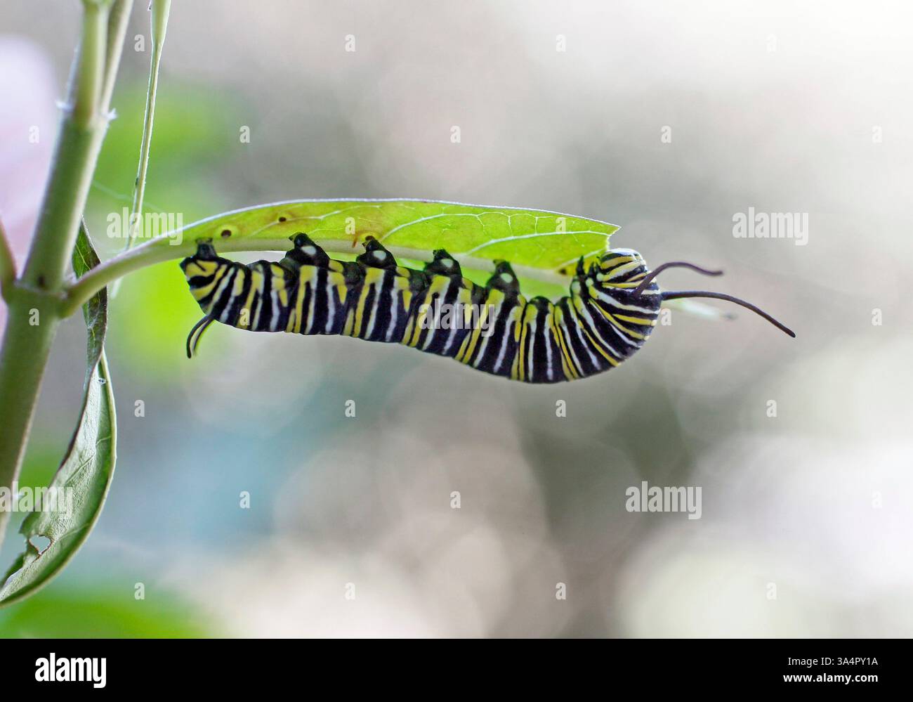 Februar 2015 - Clearwater, Florida, USA - JIM DAMASKE | Times. Eine Monarch-raupe isst ein Blatt auf einem dünn bepflanzten Milchgras in einem Clearwater-Hof Dienstag Morgen, den 15. 2. März. (Foto-Hinweis: Nicht sicher, aber es scheint früh, Monarchraupen zu sehen) (Bild: © Jim Damaske/Tampa Bay Times/ZUMA Wire) Stockfoto