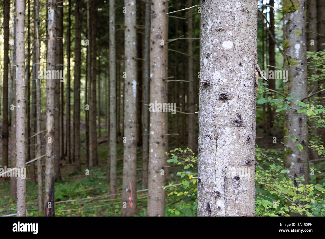 Eine detaillierte Ansicht eines Baumstamms im Vordergrund mit einer Kulisse aus gleichmäßig verteilten Kiefern in einem ruhigen Wald. Wellness in der Natur. Stockfoto