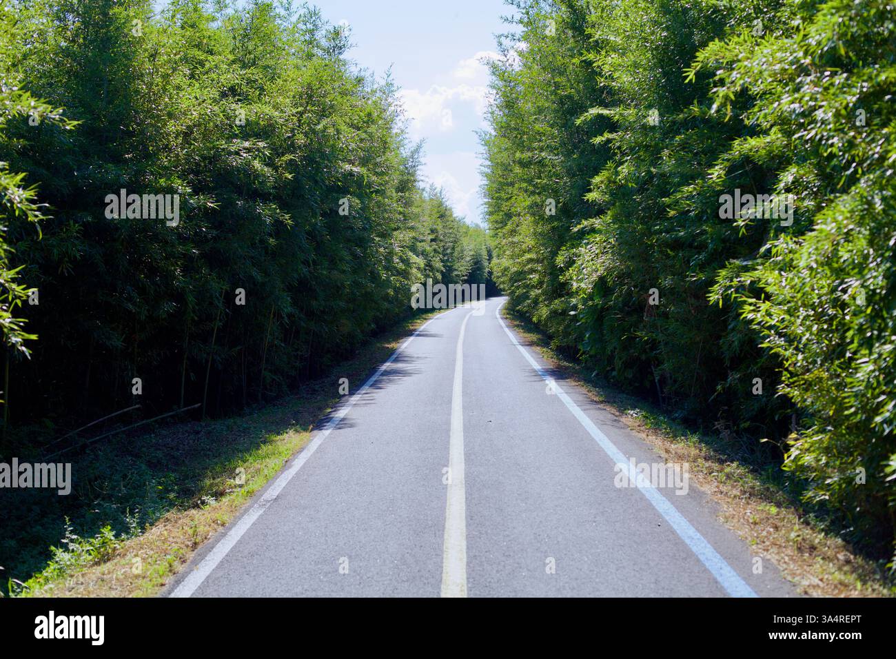 Damyang County, Südkorea - 23. September 2020: Ein landschaftlich reizvoller Abschnitt des Yeongsangang Bike Path, der von dichtem Bambus gesäumt ist und eine ruhige und schattige Atmosphäre schafft Stockfoto