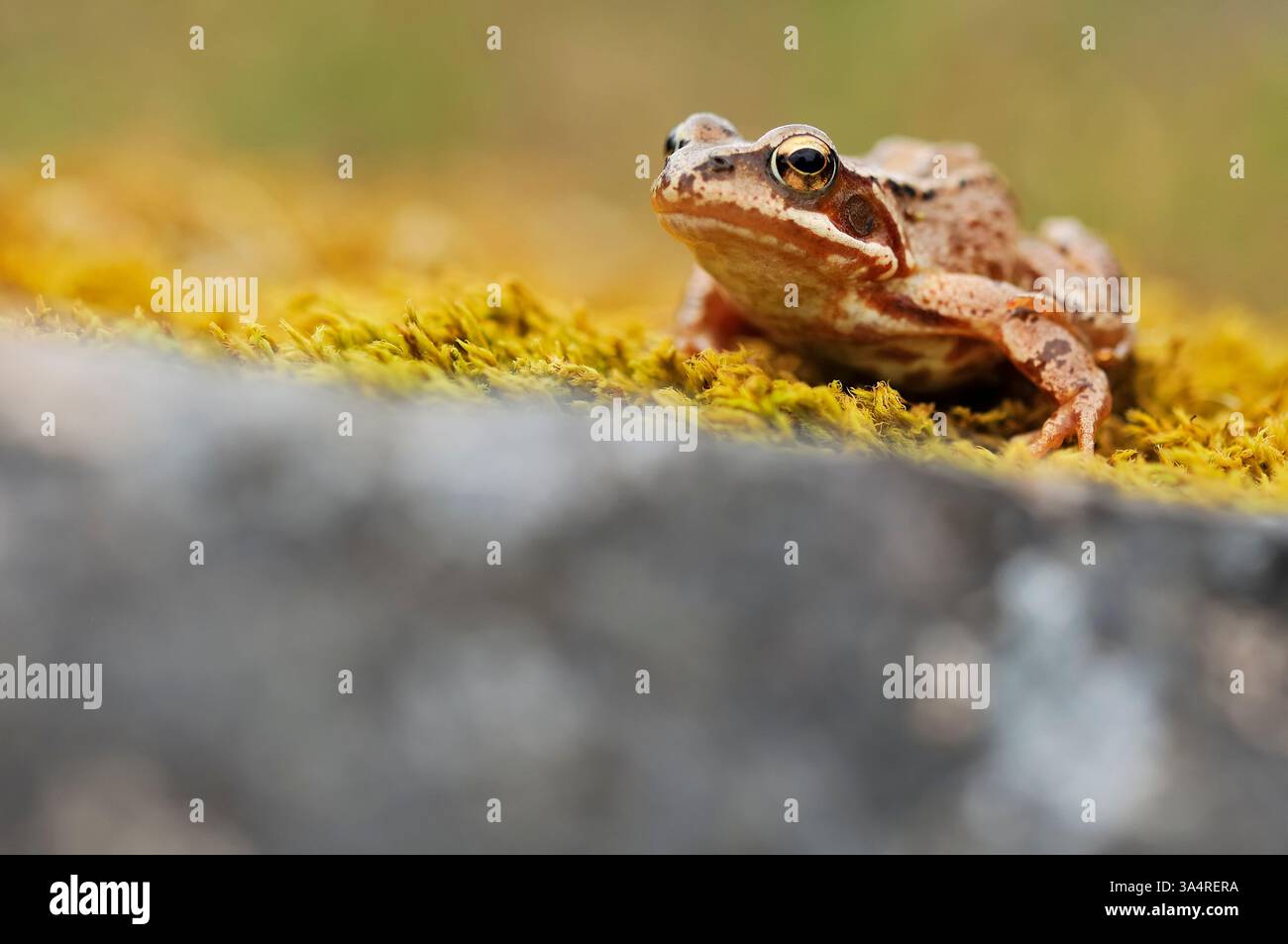 Nahaufnahme des Individuums nach Süßwasserloch, Inverness-shire, Schottland, Mai Stockfoto