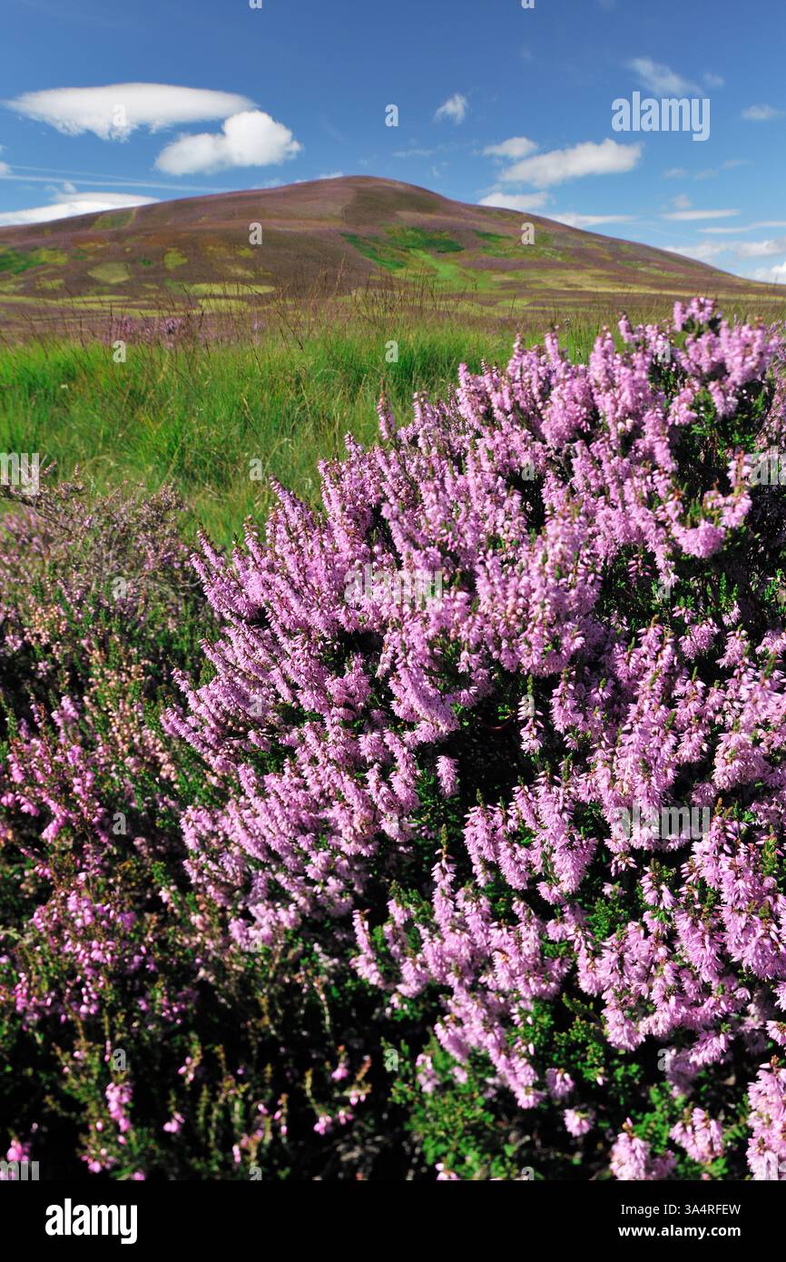 Lammermuir Hills, mit Lingsheide (Calluna vulgaris) in voller Blüte auf dem Moor von Auerhühner, Berwickshire, Schottland, August Stockfoto