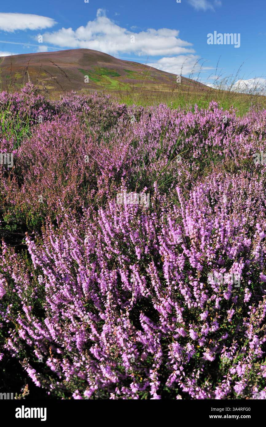 Lammermuir Hills, mit Lingsheide (Calluna vulgaris) in voller Blüte auf dem Moor von Auerhühner, Berwickshire, Schottland, August Stockfoto