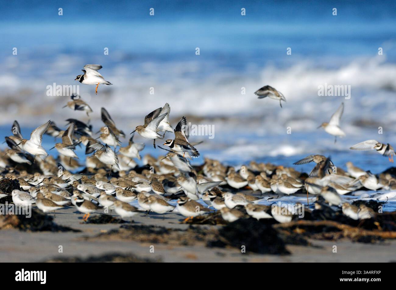 Gemischte Herde von Arten von Watvögeln, einschließlich dunlin (Calidris alpina) und Ringpfeifer (Charadrius hiaticulaon) am Strand bei Flut. Stockfoto