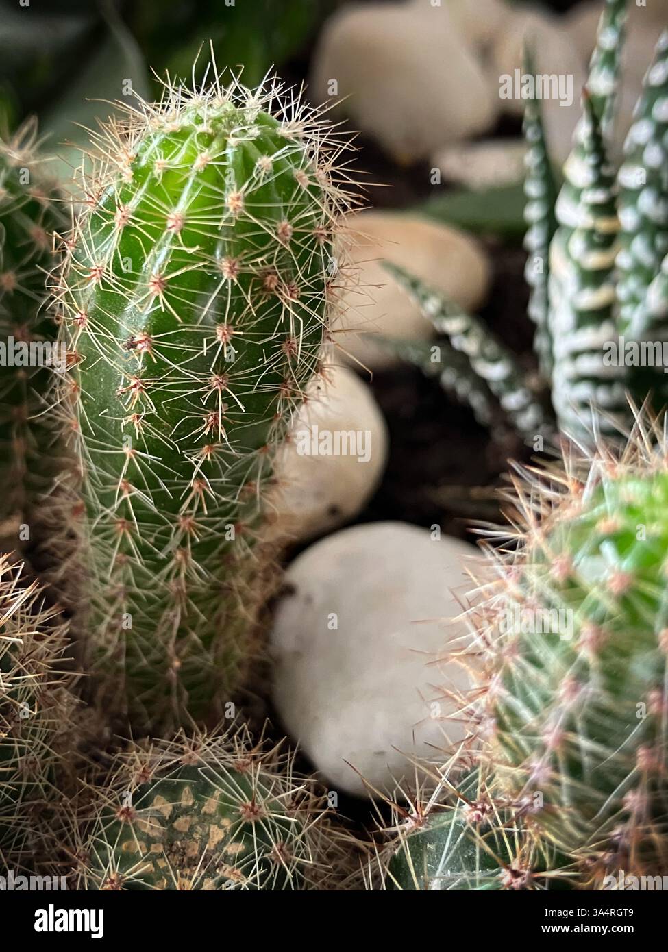 Nahaufnahme eines grünen Kaktus und Sukkulenten, die in einem Keramiktopf gepflanzt wurden. Das Konzept der Botanik, des Wohnraums, der Sukkulenten und des cactaceae-Wachstums Stockfoto