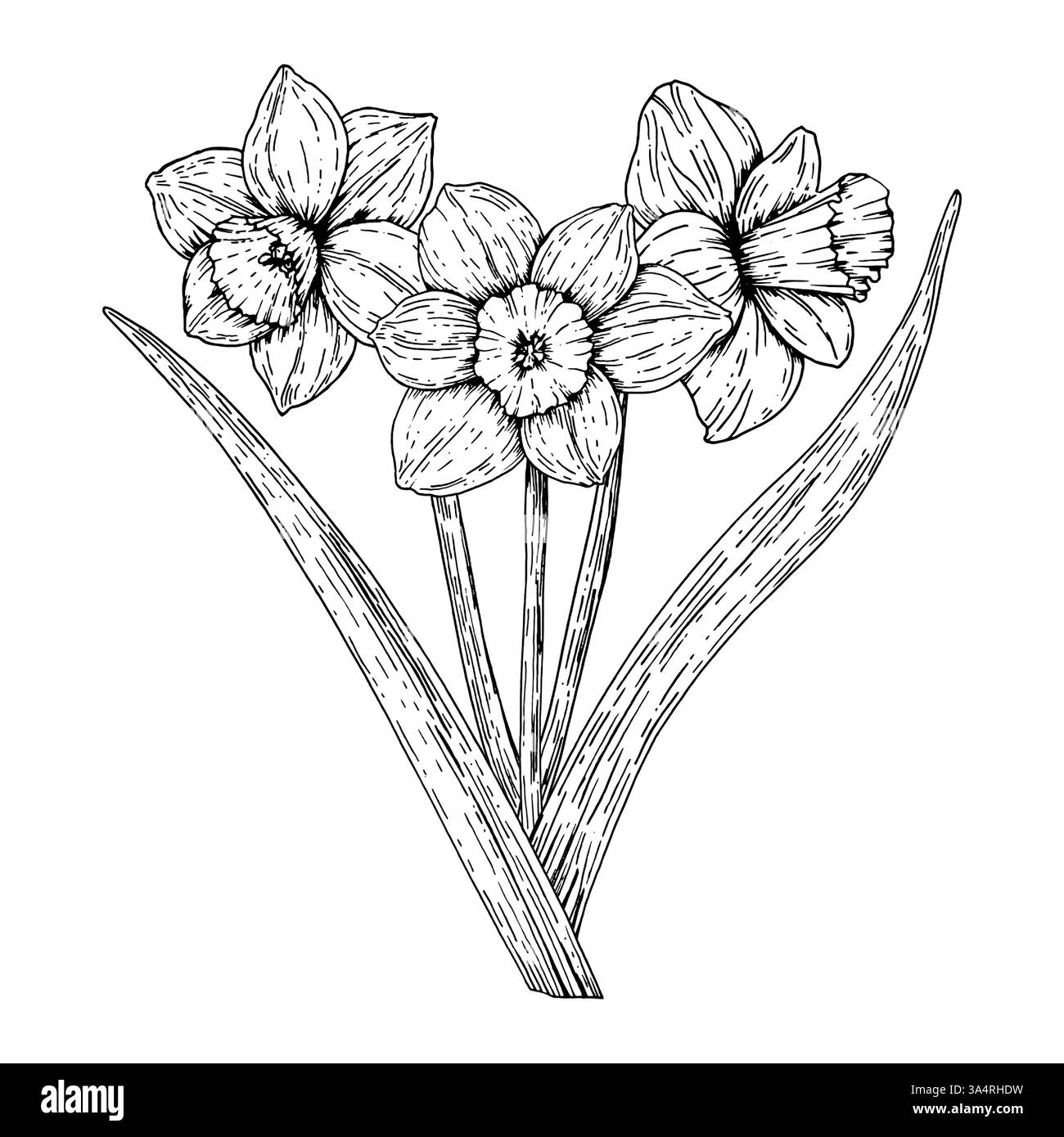 Handgezeichnete Schwarz-weiß-Illustration blühender Narzissen. Ein Symbol des Frühlings und der Erneuerung, perfekt für Grußkarten, botanische Drucke und Blumen Stock Vektor