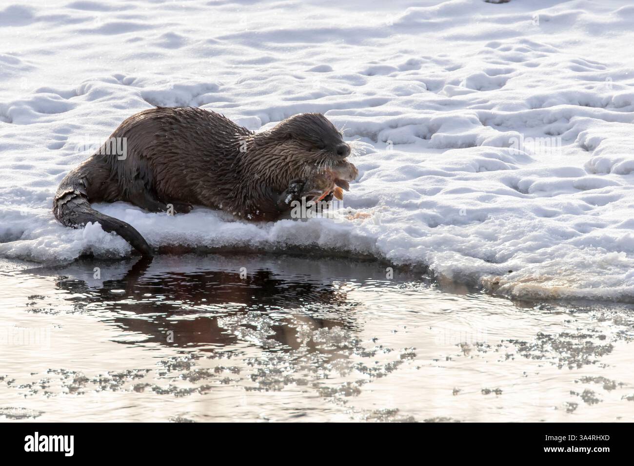 North American River Otter isst eine Forelle Stockfoto