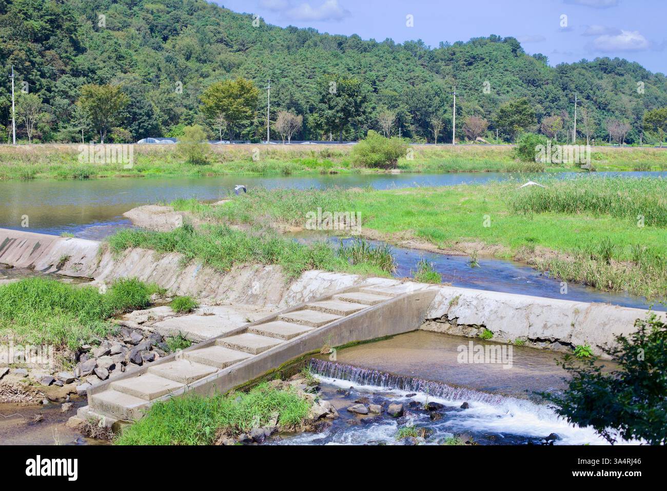 Damyang County, Südkorea - 23. September 2020: Ein kleines Betonwehr entlang des Yeongsan River in der Nähe der Innenstadt von Damyang. Das Flussufer ist mit lu gesäumt Stockfoto