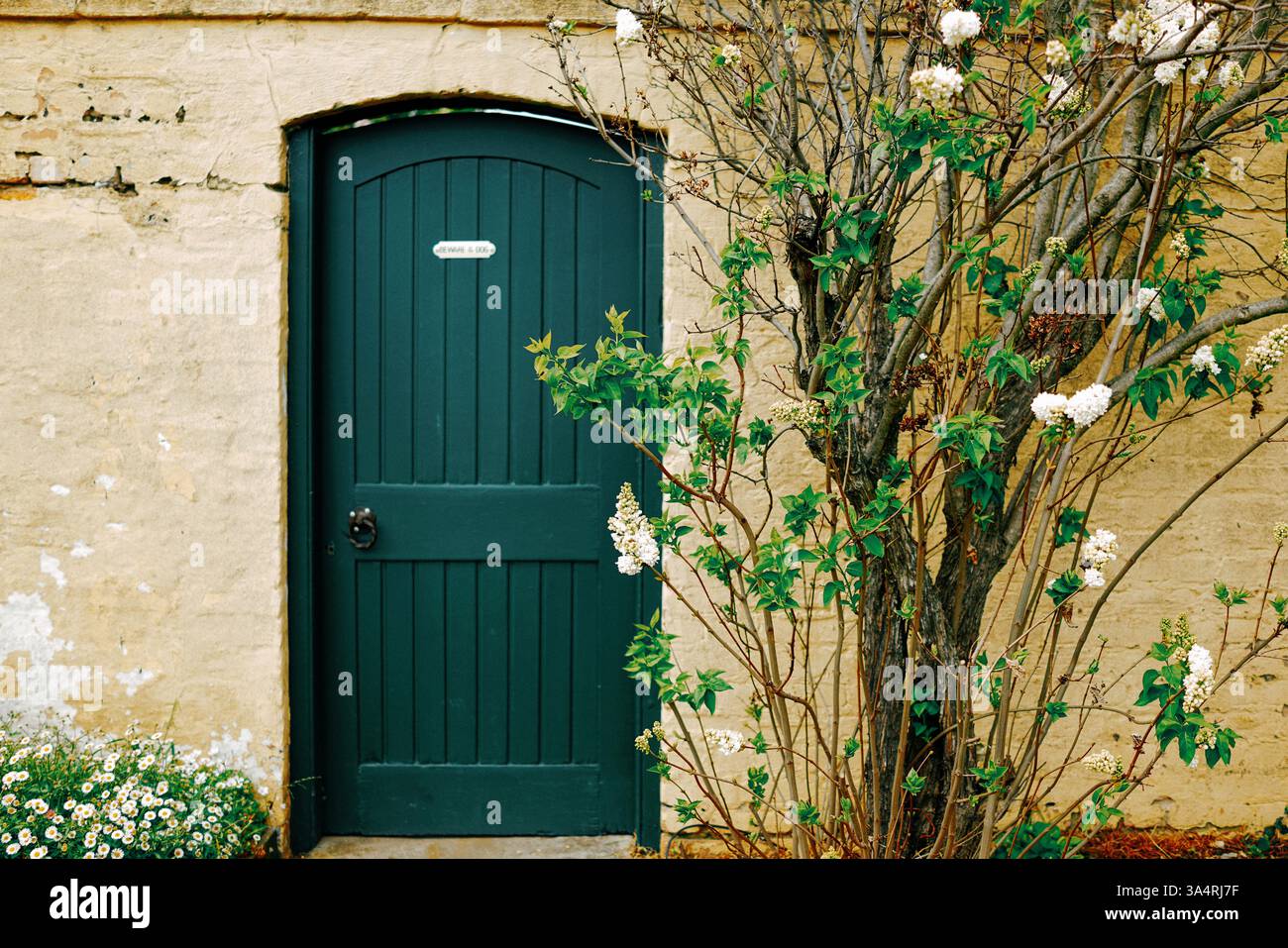 Eine ruhige Szene – grüne Tür, weiße Hortensien und Gänseblümchen vor einer sanften gelben Wand. Gefangen genommen in Hobart, Australien. 🌿🌼✨ Stockfoto